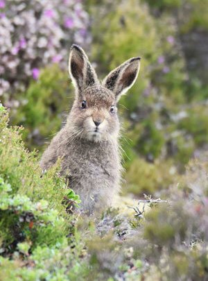 Hare baby